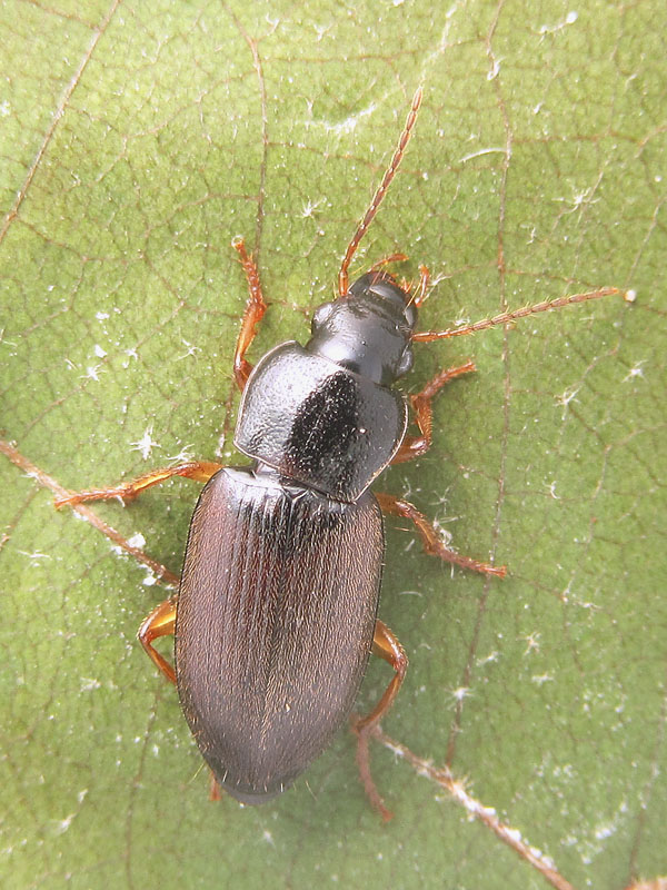 Carabidae: Ophonus ??  No, Parophonus mendax